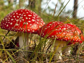 Rompicapo «fly agaric»