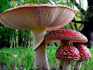 Rompicapo «Fly agaric»