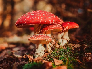 Jigsaw Puzzle «Amanita»