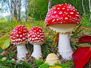 Jigsaw Puzzle «Red mushrooms»