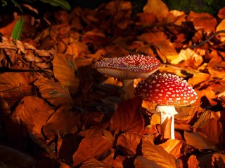 Jigsaw Puzzle «Toadstools and leaves»