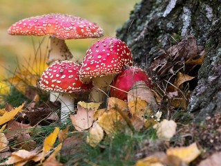 Jigsaw Puzzle «Toadstools under the tree»