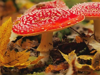 Пазл «Fly agaric in foliage»