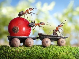 Puzzle «Ants at work»
