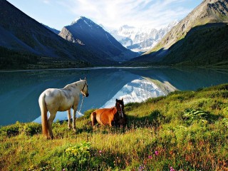 Jigsaw Puzzle «On Altai pasture»