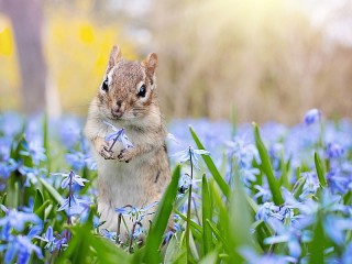 Пазл «On the meadow»