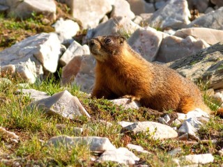 Puzzle «Find a Groundhog»