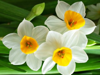 パズル «daffodils»