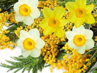 Quebra-cabeça «Daffodils and Mimosa»