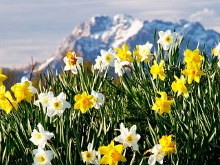 Slagalica «Daffodils in the mountains»