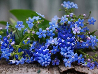 Jigsaw Puzzle «Forget-me-nots»