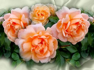 Puzzle «Delicate roses»