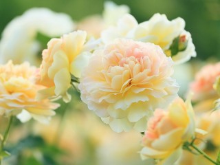 Bulmaca «Delicate flowers»