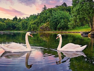 Пазл «Norwegian swans»