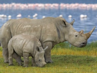 Пазл «Rhinoceros»