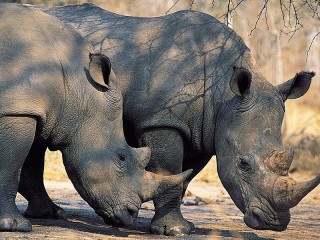 Пазл «Носороги»