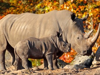 Quebra-cabeça «Rhinos»