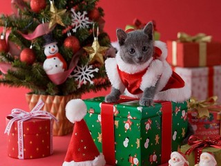 Пазл «New year kitten»