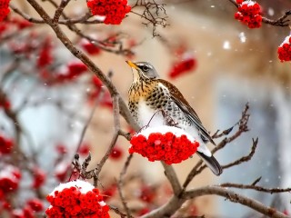 Jigsaw Puzzle «Lunch of thrush»
