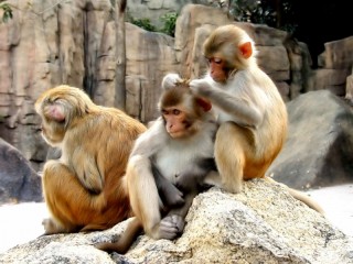 Слагалица «Monkeys»