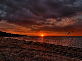 Quebra-cabeça «Lonely seagull»