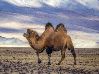 Пазл «The lone camel»