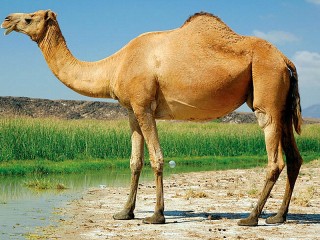 Пазл «Одногорбый верблюд»