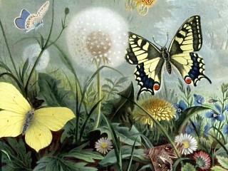 Puzzle «Dandelion and butterfly»