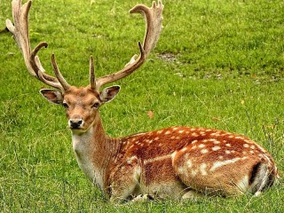 Bulmaca «Deer»