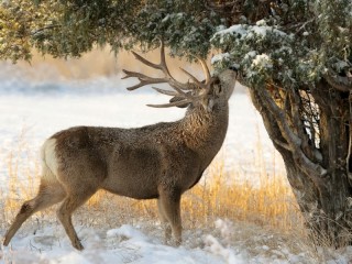 Slagalica «Deer and juniper»