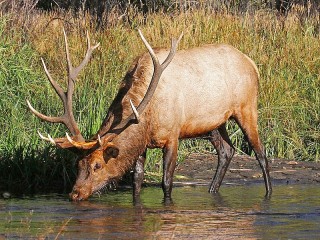 Пазл «Deer at a watering hole»