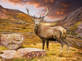 Jigsaw Puzzle «Deer in the mountains»