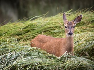 Zagadka «Deer in grass»