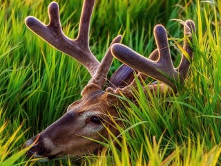 Jigsaw Puzzle «Deer in the grass»