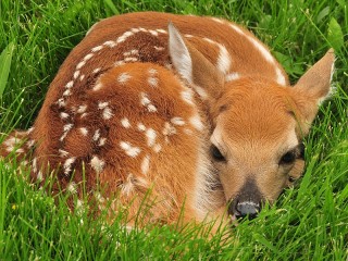 Jigsaw Puzzle «Fawn in the grass»