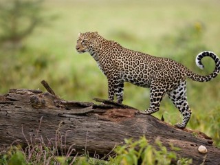 Пазл «Опасный леопард»