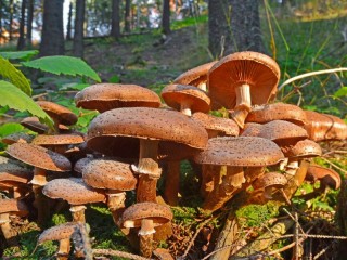 Rompecabezas «Honey mushrooms»