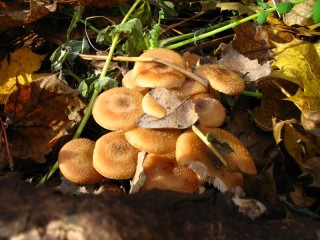 Quebra-cabeça «Honey mushrooms»