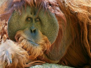 Puzzle «Orangutan»