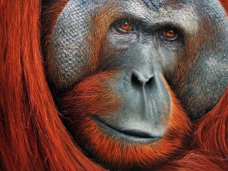 Zagadka «Orangutan»