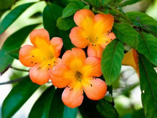 Пазл «Оранжевая красота»