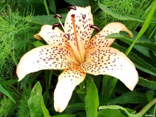 Zagadka «Orange lily»