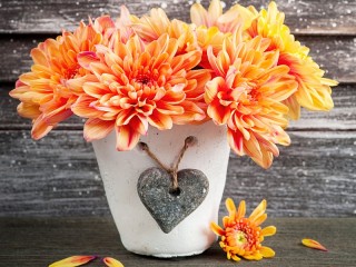 Пазл «Orange chrysanthemum»