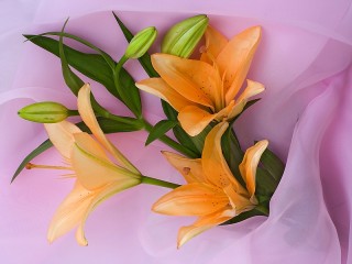 Пазл «Orange lilies»