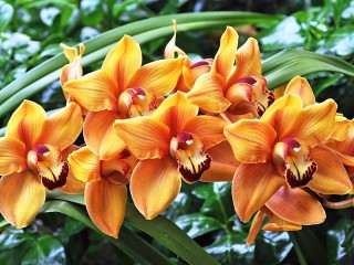 Пазл «Оранжевые орхидеи»