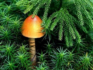 Jigsaw Puzzle «Orange mushroom»