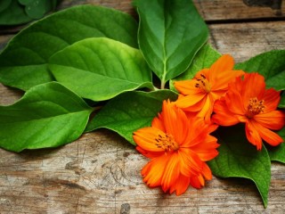 Пазл «Оранжевый цветок»