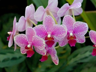 Jigsaw Puzzle «Orchid»