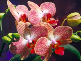 Jigsaw Puzzle «Orchids»