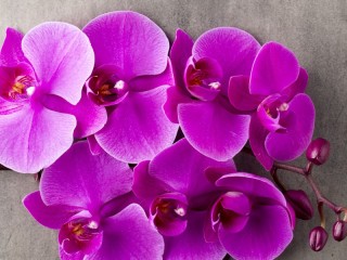 Jigsaw Puzzle «orchids»